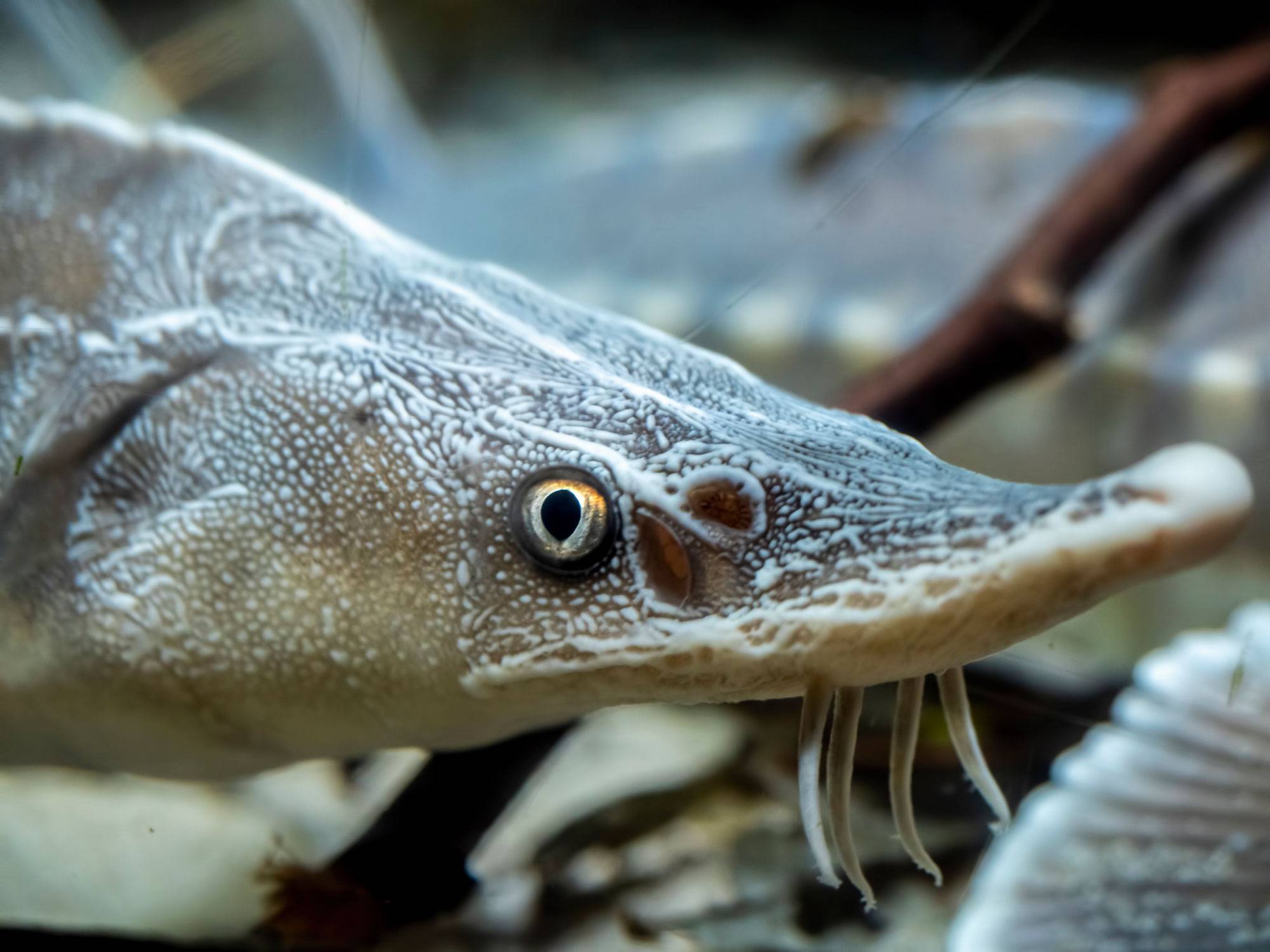 Close-up of sturgeon face
